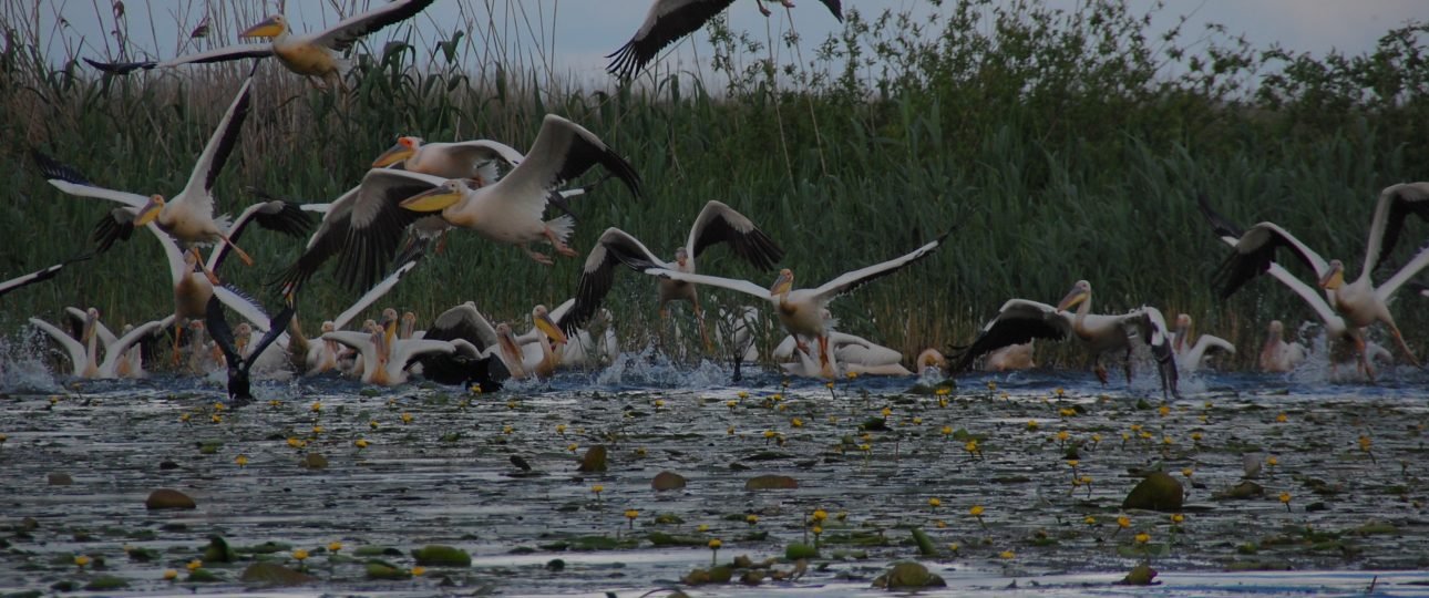 Tagesausflüge, 2-4-tägige Touren oder maßgeschneiderte Touren im Donaudelta