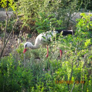 Barza canal Sireasa Delta Dunarii