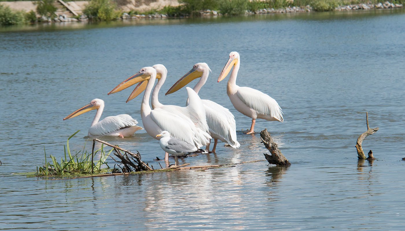 Day trips, 2 – 4 days tours or custom tours in the Danube Delta