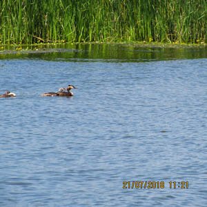 Corcodel cu pui pe lac