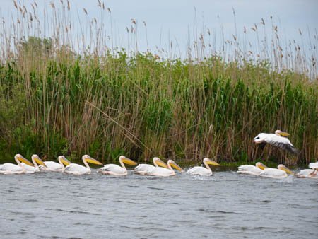 Pelicani Lacul Bogdaproste