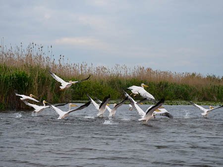 Pelicani lacul 3Iezere