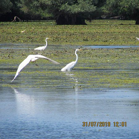 Egrete mari in Delta Dunarii