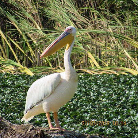 Pelican la Iarba Verde
