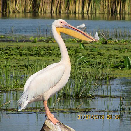 Profil de pelican in Delta Dunarii