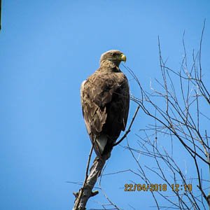 Vultur codalb