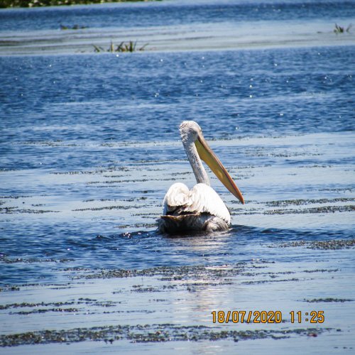 pelican cret lacul Corciovata
