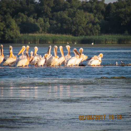pelicani lac Fortuna