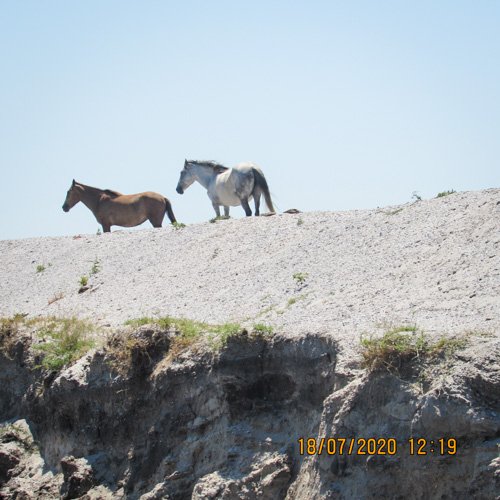 cai salbatici pe dune Letea