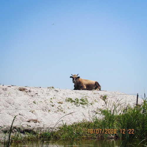 vaca pe dune nisip Letea