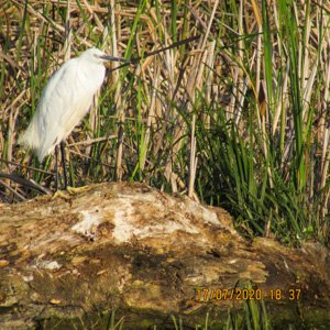 Egreta mica canal Sireasa Delta Dunarii