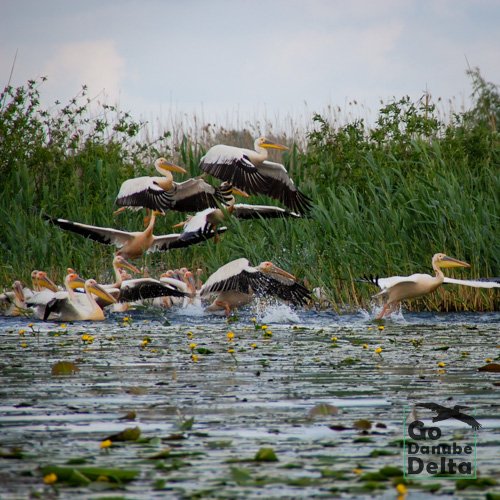 Decolare pelicani