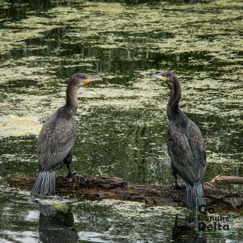duo cormorani