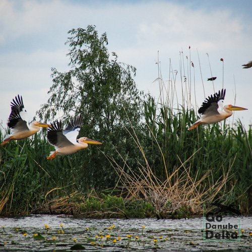 pelicani nuferi galbeni