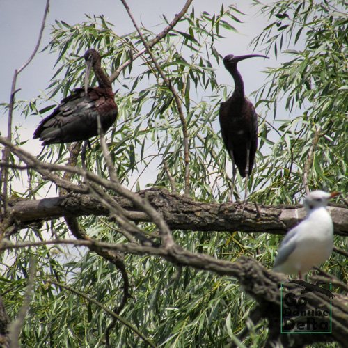 ibisi in salcie delta dunarii