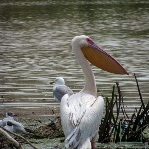 pelican si pescarusi Mila23