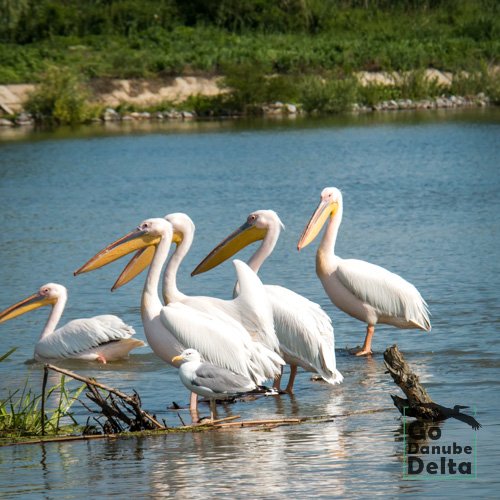 pelicani delta dunarii