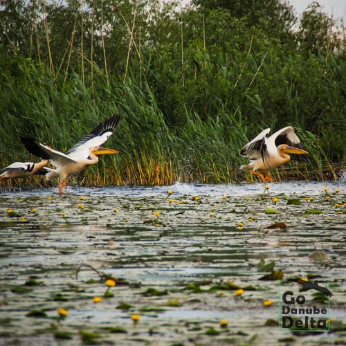 decolare pelicani Delta