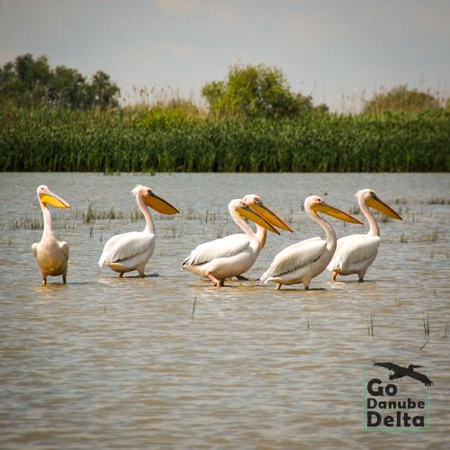 pelicani apa mica Delta Dunarii