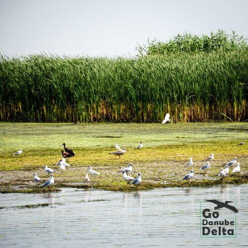 Ibisi pescarusi Delta Dunarii