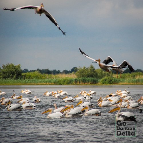 cird pelicani Delta Dunarii