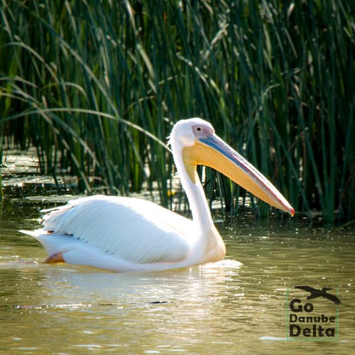pelican pe canal