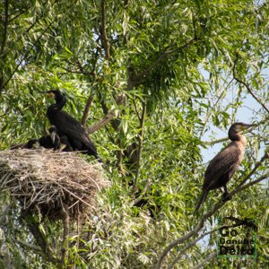 cormorani la cuib