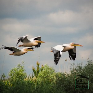 pelicani in zbor 2