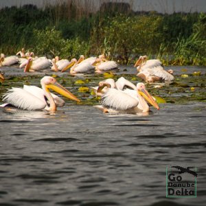 pelicani nuferi0Delta Dunarii