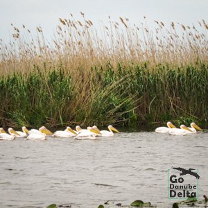 pelicani pe lac