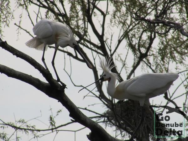 Oferta excursii de o zi în Delta Dunării – Ambarcațiuni lente