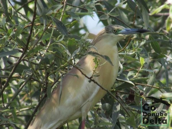 Oferta excursii de o zi în Delta Dunării – Ambarcațiuni lente