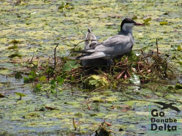 Oferta excursii de o zi în Delta Dunării – Ambarcațiuni lente