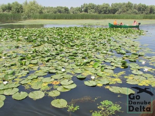 Oferta excursii de o zi în Delta Dunării – Ambarcațiuni lente