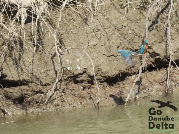 Oferta excursii de o zi în Delta Dunării – Ambarcațiuni lente