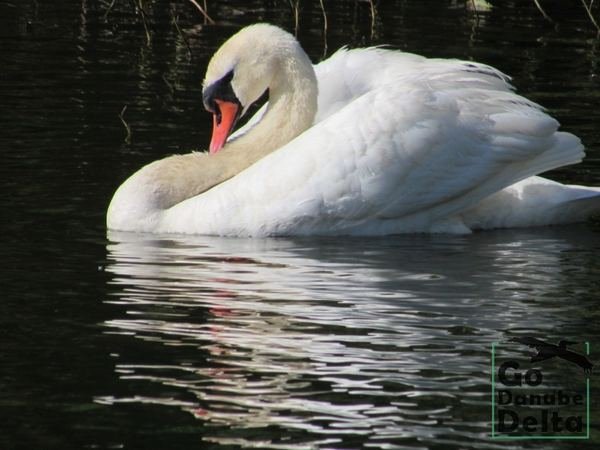 Oferta excursii de o zi în Delta Dunării – Ambarcațiuni lente