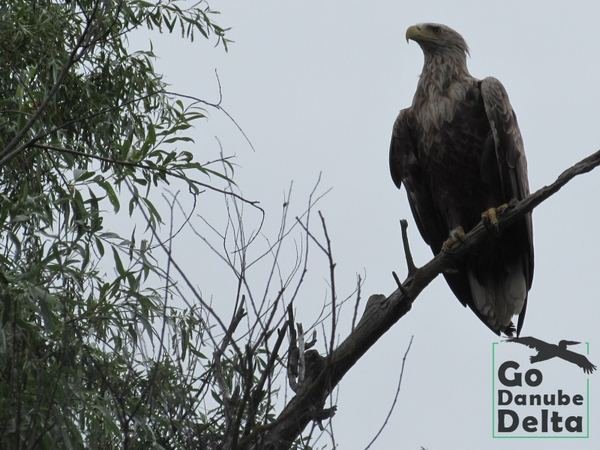 Oferta excursii de o zi în Delta Dunării – Ambarcațiuni lente