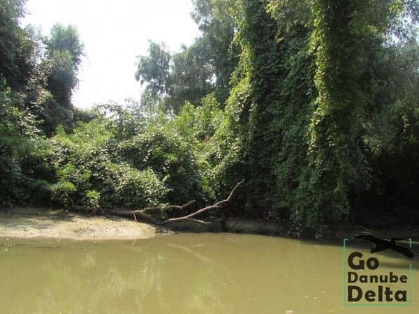 Oferta excursii de o zi în Delta Dunării – Ambarcațiuni lente