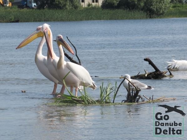 Oferta excursii de o zi în Delta Dunării – Ambarcațiuni lente