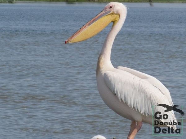 Oferta excursii de o zi în Delta Dunării – Ambarcațiuni lente