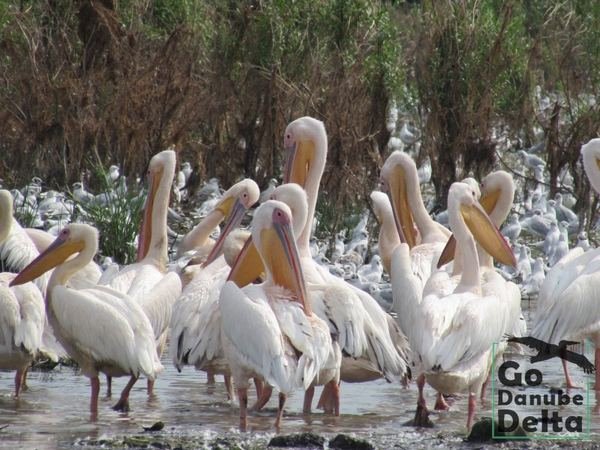 Oferta excursii de o zi în Delta Dunării – Ambarcațiuni lente