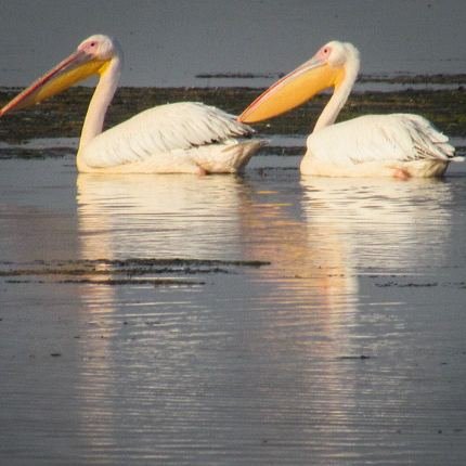 pelicani pe lac
