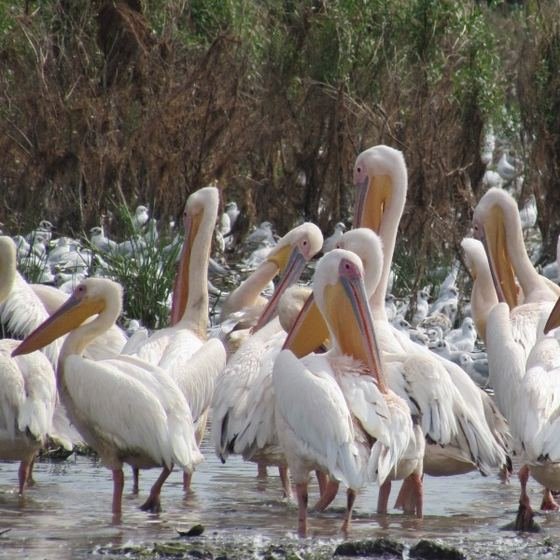 pelicani în Delta Dunării