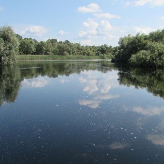 canal cu sălcii oglindite în apă
