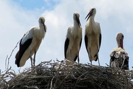Excursia de două zile în Delta Dunării cu catamaranul