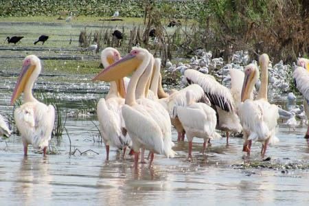 Excursia de două zile în Delta Dunării cu catamaranul