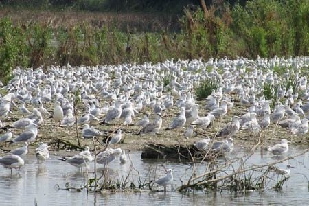 Excursia de două zile în Delta Dunării cu catamaranul