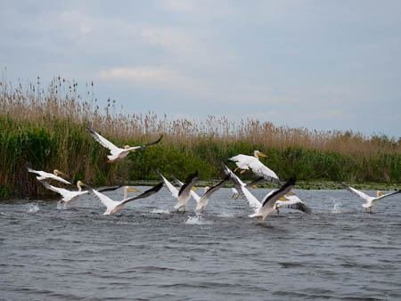 Excursia de două zile în Delta Dunării cu catamaranul