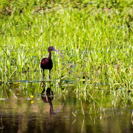 Ibis