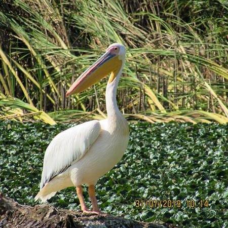 Excursia de două zile în Delta Dunării cu catamaranul